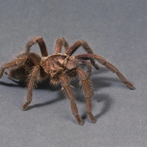 Phormictopus cancerides, Haitian brown tarantula
