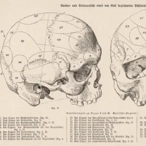 Phrenology - Gall