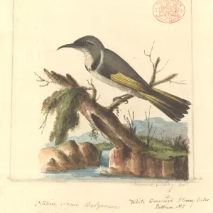 Phylidonyris pyrrhopterus, crescent honeyeater