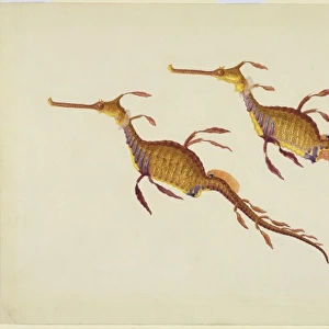 Phyllopteryx taeniolatus, weedy seadragon