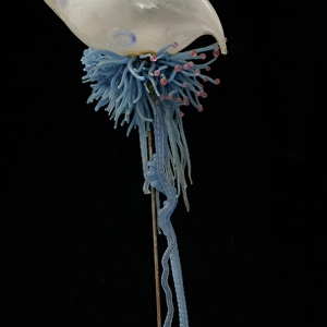 Physalia pelagica, jellyfish model