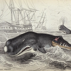 Physeter catodon, sperm whale