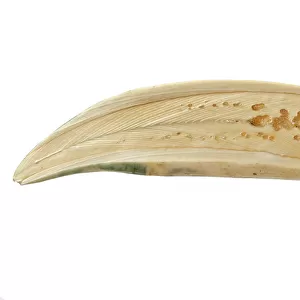 Physeter macrocephalus, Sperm whale tooth