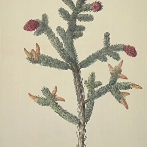 Picea glauca, white spruce