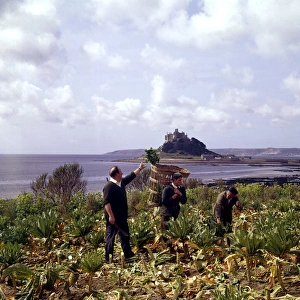 Picking broccoli at Marazion, Cornwall