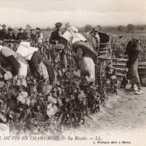 Picking Champagne Grapes