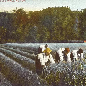 Picking Lavender - Wallington, Kent