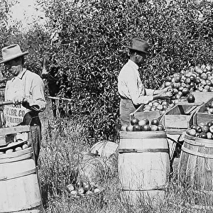 Picking, sorting and packing apples Missouri USA early 1900s