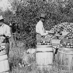 Picking, sorting and packing apples Missouri USA early 1900s