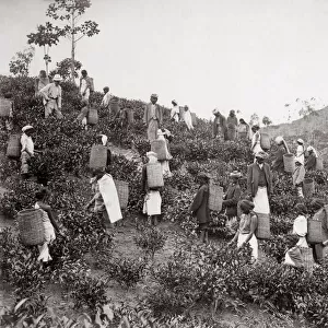 Picking tea, India or Ceylon (Sri Lanka) c. 1890 s