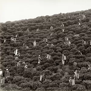 Picking tea, tea plantation, India or Celylon, Sri Lanka