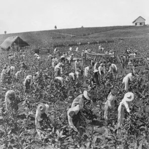 Picking tobacco, Montpellier, Jamaica