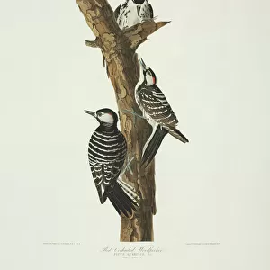 Picoides borealis, red-cockaded woodpecker