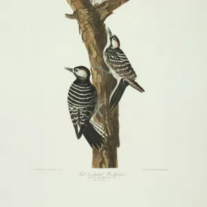 Picoides borealis, red-cockaded woodpecker