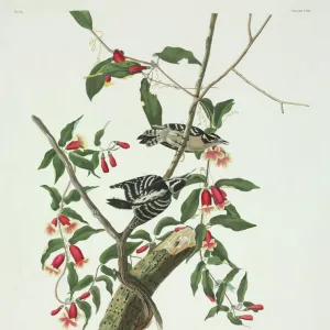 Picoides pubescens, downy woodpecker