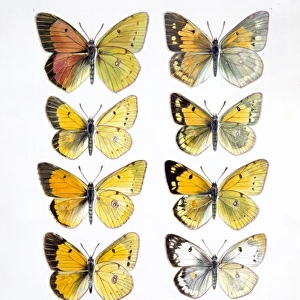 Pieridae sp. clouded yellow butterflies