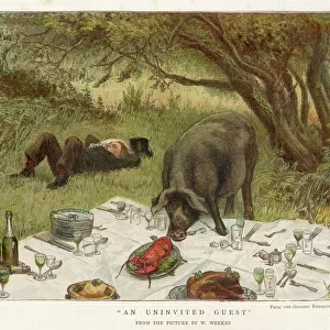 Pig Eats Picnic Food