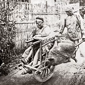 Pig and passenger on a wheelbarrow, China, circa 1880s (William Saunders)