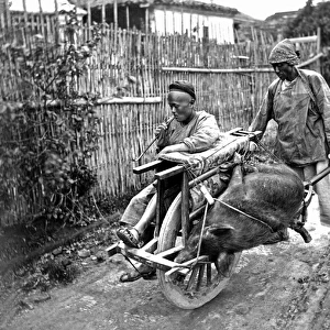 Pig transported by wheelbarrow, China