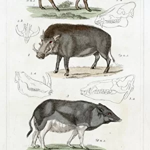 PIG / WILD BOAR X3 19C
