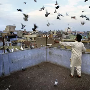 Pigeon fancier - kabooter baz - Old Delhi, India