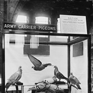 Pigeon types, c. 1918, the Natural History Museum, London
