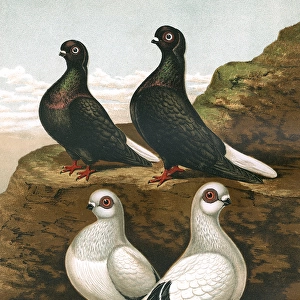 Pigeons - Black Capuchins and Damascenes