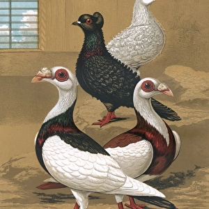 Pigeons - Frill-Backs and Scandaroons, Fancy Breed