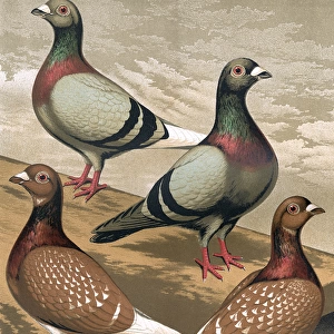 Pigeons - A portrait of four Homing Pigeons