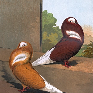 Pigeons - Red and Yellow Jacobins, Fancy Breed
