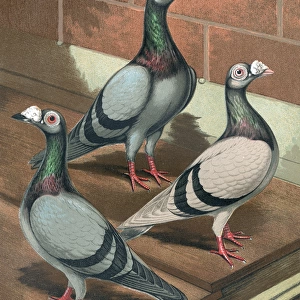 Pigeons - Young and Old, Blue and Silver Dun Dragoon