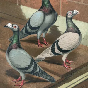 Pigeons - Young and Old, Blue and Silver Dun Dragoon