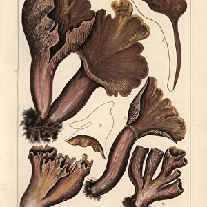 Pigs ears mushroom, Gomphus clavatus, Craterellus