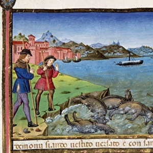 Pigs are thrown into the sea and drown. Codex of Predis (147