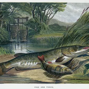 A Pike and a Perch