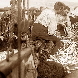 Pilchard fishing in Cornwall with Seine net