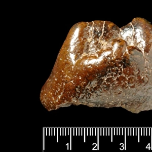 Piltdown Mastodon tooth