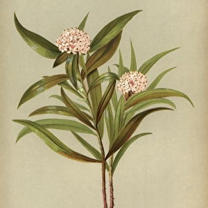 Pimelea Longifolia or Taranga