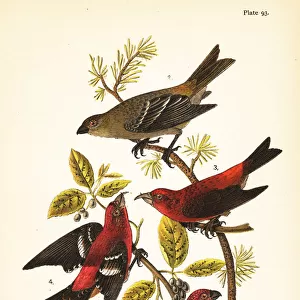 Pine grosbeak, red crossbill and white-winged crossbill