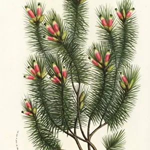 Pine heath, Astroloma pinifolium