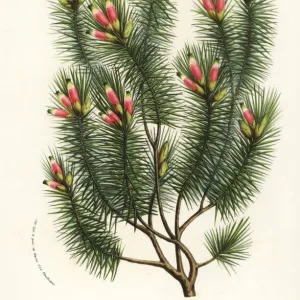 Pine heath, Astroloma pinifolium