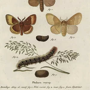 Pine tree lappet and oak eggar moths
