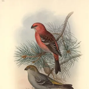 Pinicola enucleator, pine grosbeak