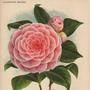 Pink camellia Madame P de Pannemaeker, Thea japonica