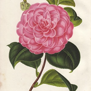 Pink camellia, Olivetana, Thea japonica