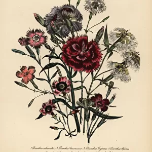 Pink or Dianthus varieties
