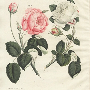 Pink German centifolia rose and white unique rose