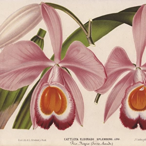 Pink and orange cattleya orchid, Cattleya eldorado