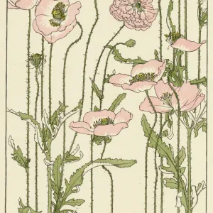 Pink poppy