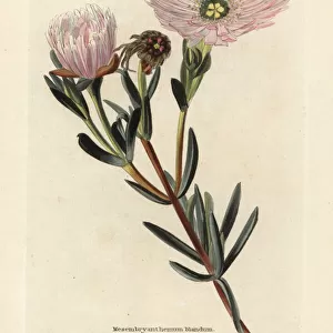 Pink vygie or ice plant, Lampranthus blandus